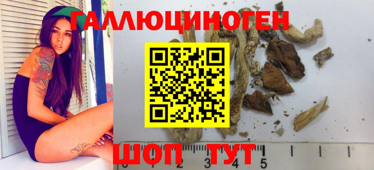 Псилоцибиновые грибы Psilocybe Холмск